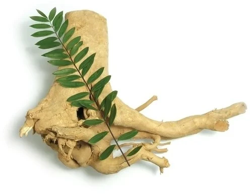 eurycoma longifolia extract eurycoma longifolia extract